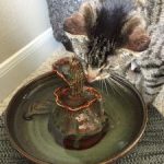 cat fountains