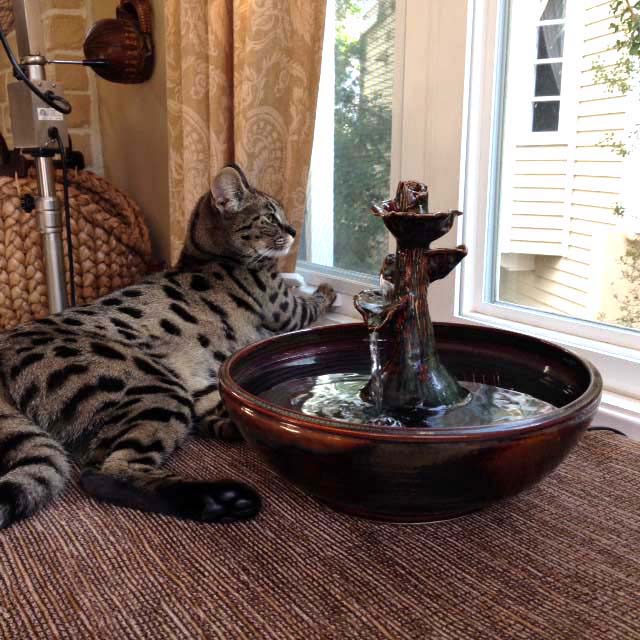 need a cat fountain