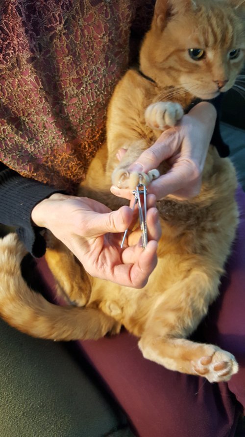 cats' nails