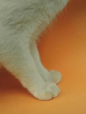 declawing cats