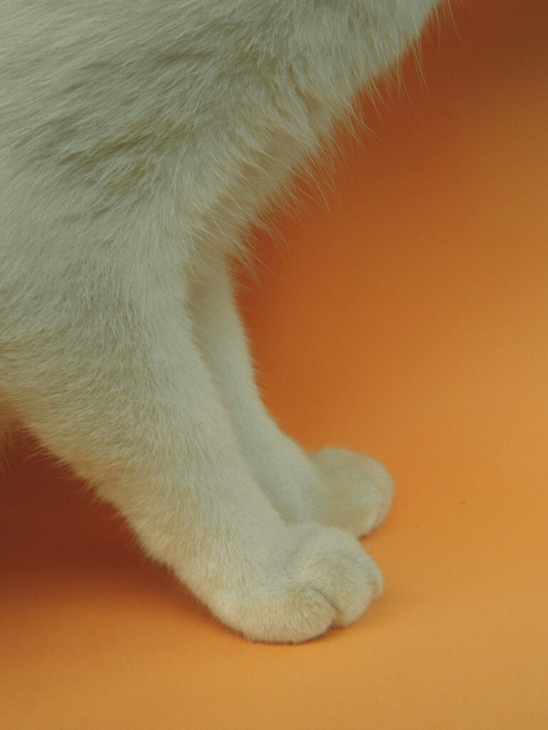 declawing cats