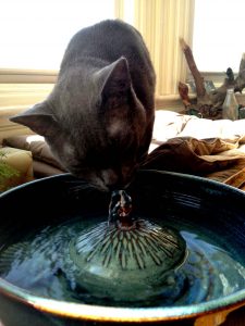 pet fountains