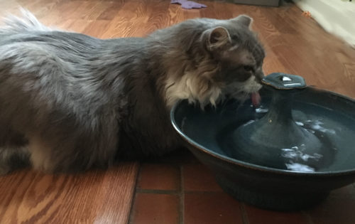cat loves thirstycats