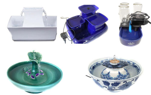 cat water fountains what to look for