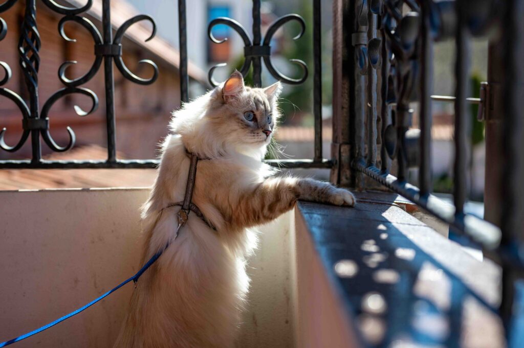 Cat Harness