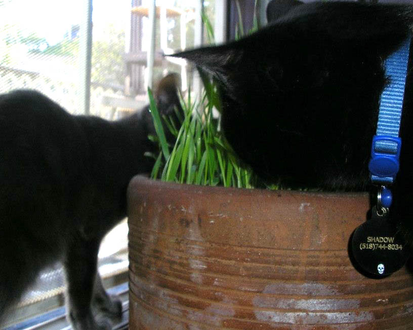 cat grass