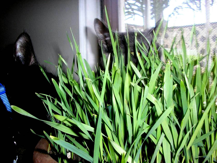 cat grass