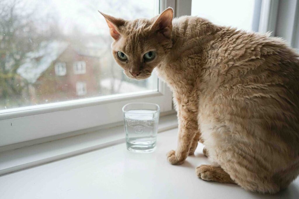 My cat won't drink water