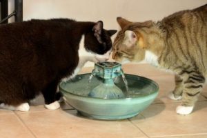 Ceramic Cat Water Fountains from ThirstyCat Fountains
