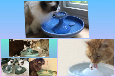 Are Cat Fountains Worth It Thirstycat Fountains