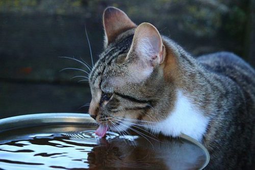 cats water