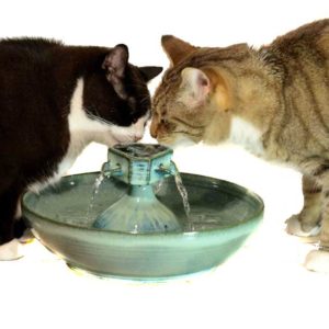 change cats' water