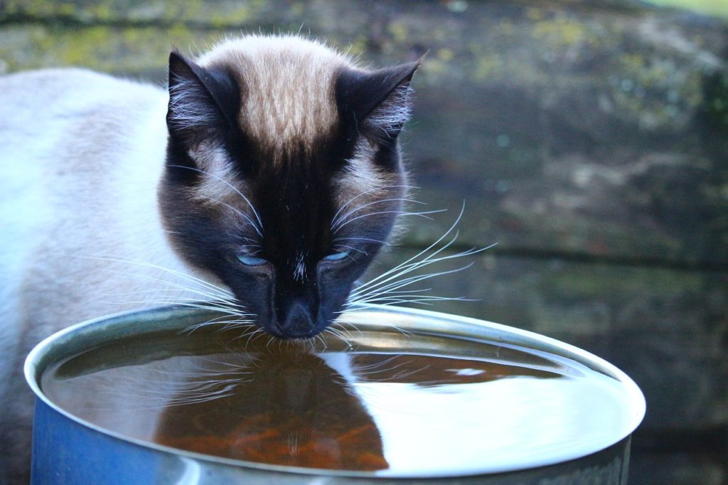 change cat water