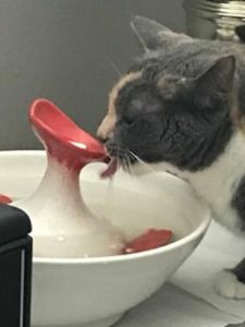 loves thirstycat fountains