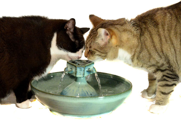 best cat water fountains reviews - which are the best cat fountains & why