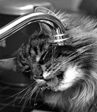 Everything We Need To Know About Cat Hydration and Cat Water Fountains