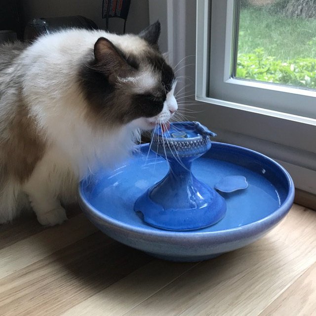 quality cat water fountain
