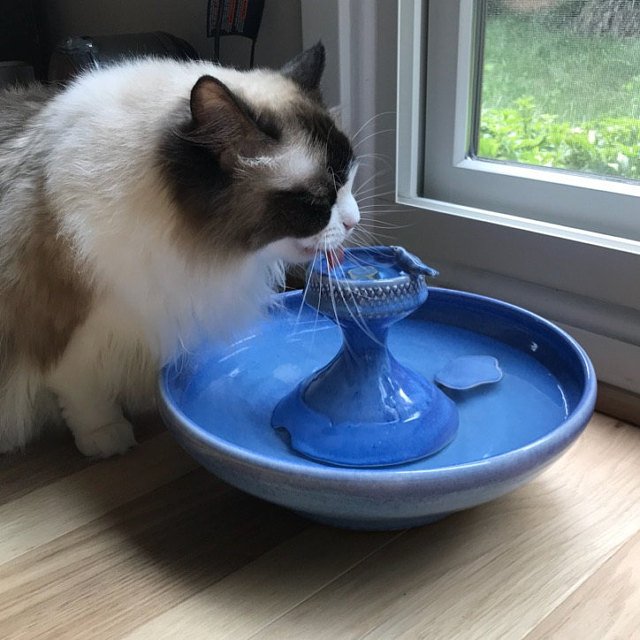 Filterless cat water fountain sale