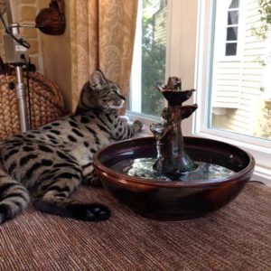 why thirstycat fountains