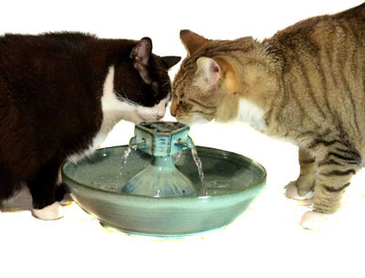 Cat Fountains Reviews