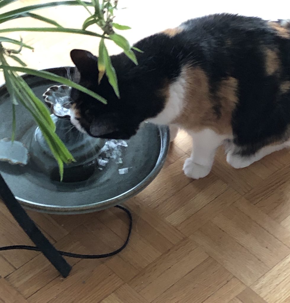 IMG 7022 Cat Fountain Customer Reviews