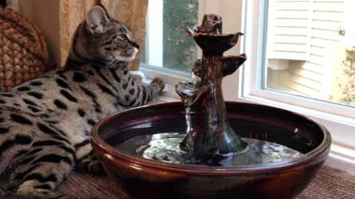 cat drinking water