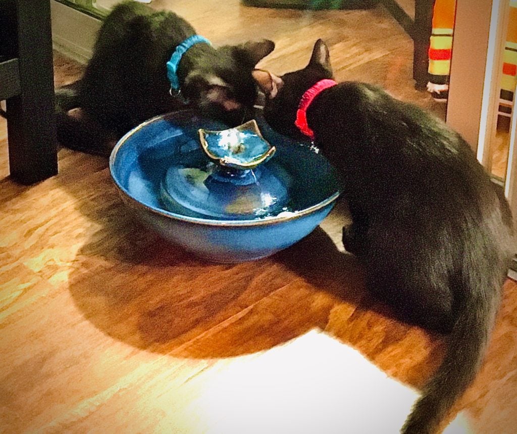 cat fountain Cat Fountain Customer Reviews