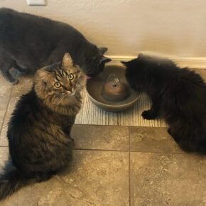 cat fountain size