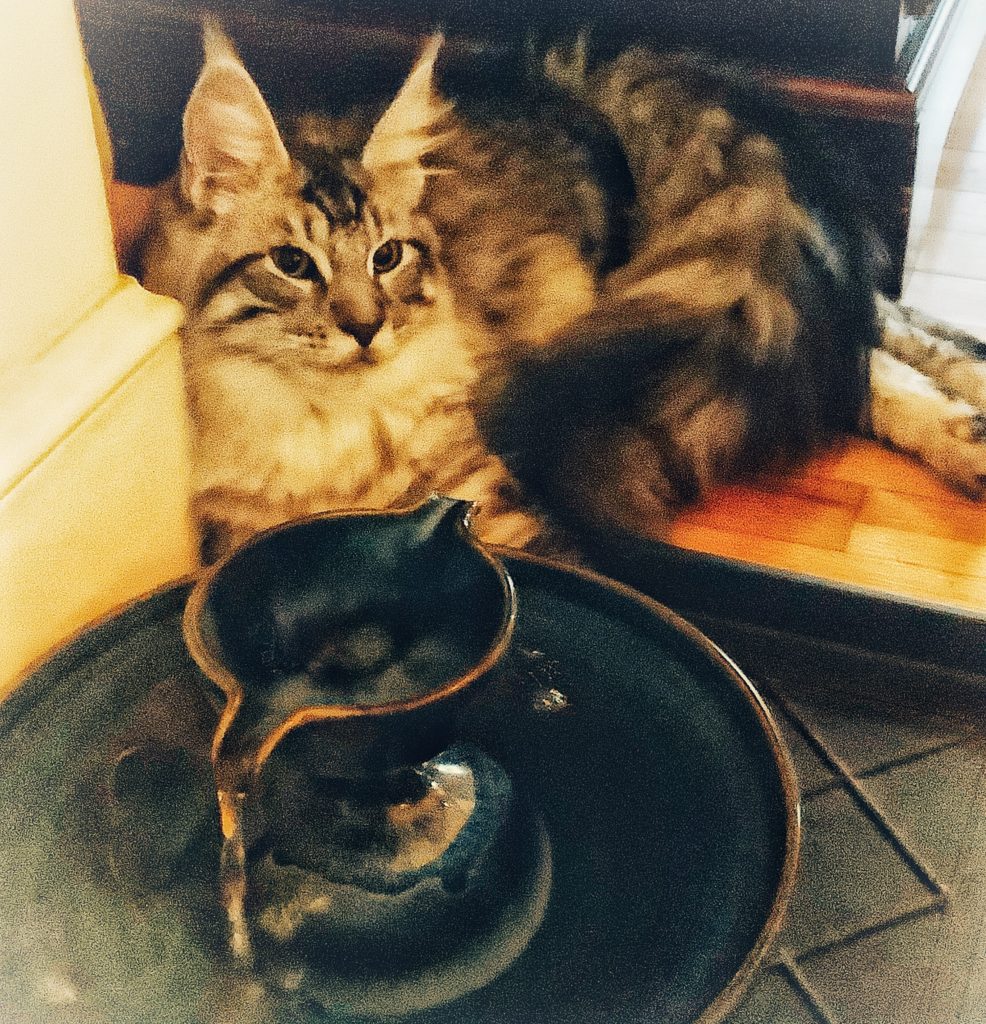 8B4F039D 00C2 43E4 B981 F8FDE5459358 Cat Fountain Customer Reviews