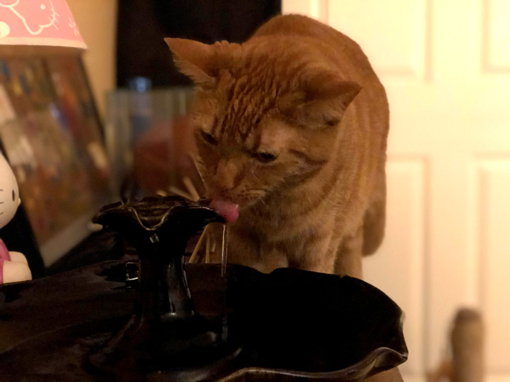 Kelly Gibons Cat Fountain Customer Reviews