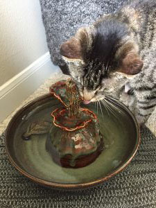 cat won't drink from her bowl