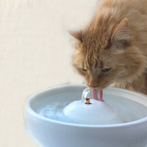 bubble up cat fountains