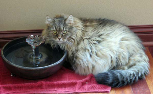 longhair cat water fountains