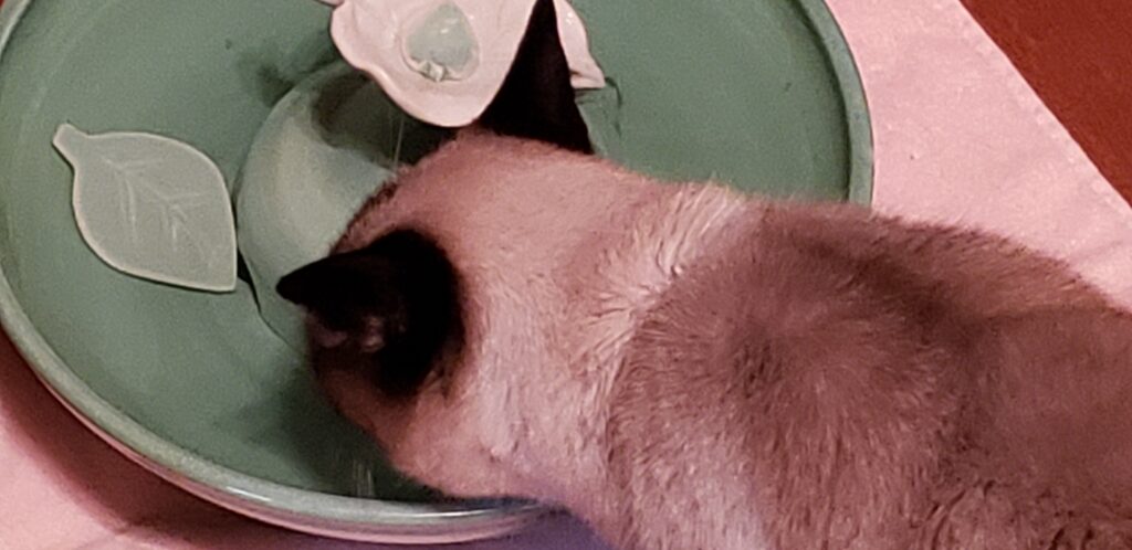 fountain Cat Fountain Customer Reviews