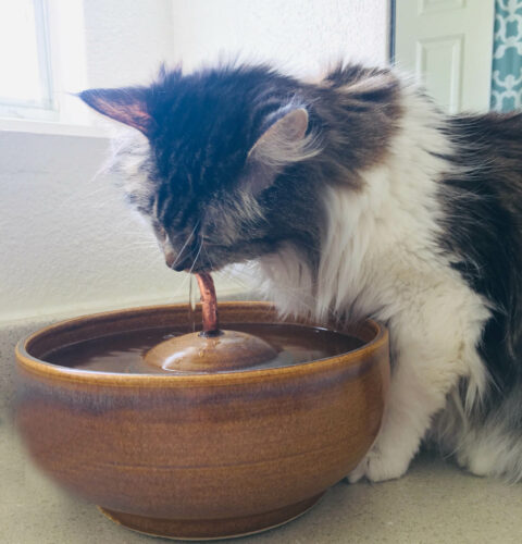 are cat fountains worth it