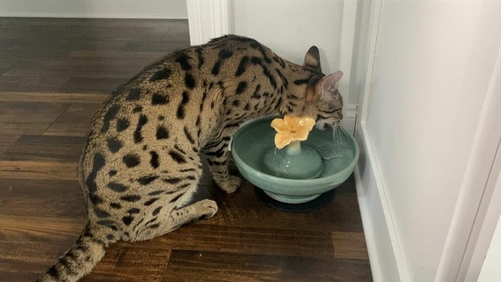 ThirstyCat Plumeria Single Cat Fountain Customer Reviews