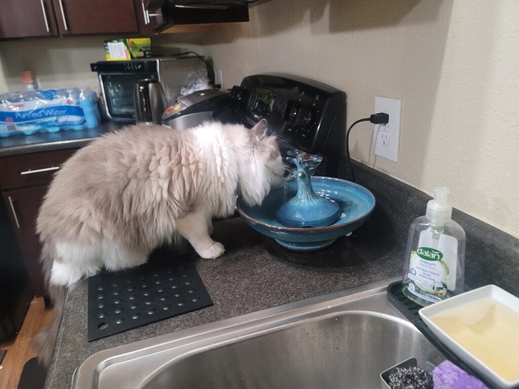 84F2FB9F ACAA 403A 8126 C6B770209831 Cat Fountain Customer Reviews