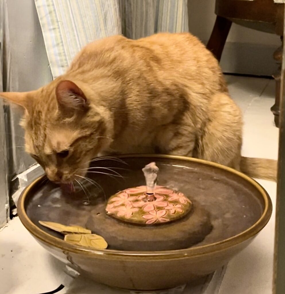 IMG 2643 Cat Fountain Customer Reviews
