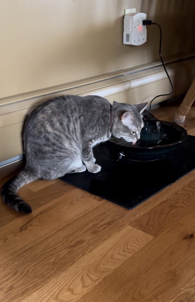IMG 2952 Cat Fountain Customer Reviews