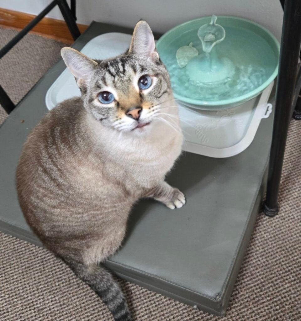 ThirstyCat Fountain Reviews