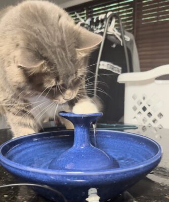 ThirstyCat Fountain Reviews