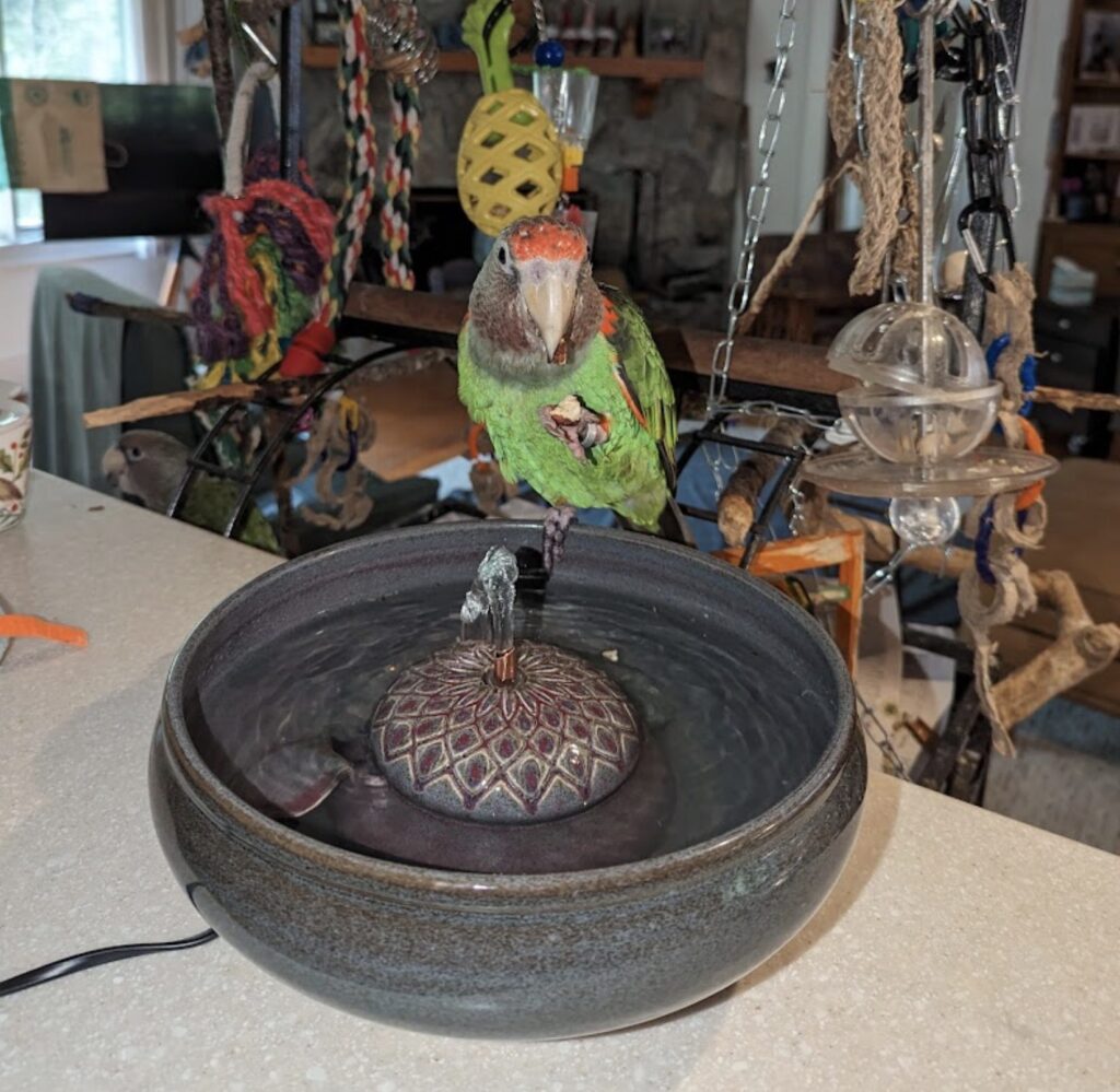 Parrot Approved
