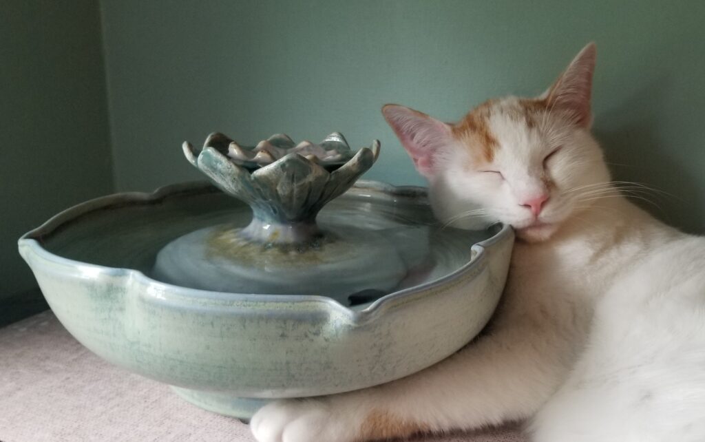 20240619 145244 Cat Fountain Customer Reviews