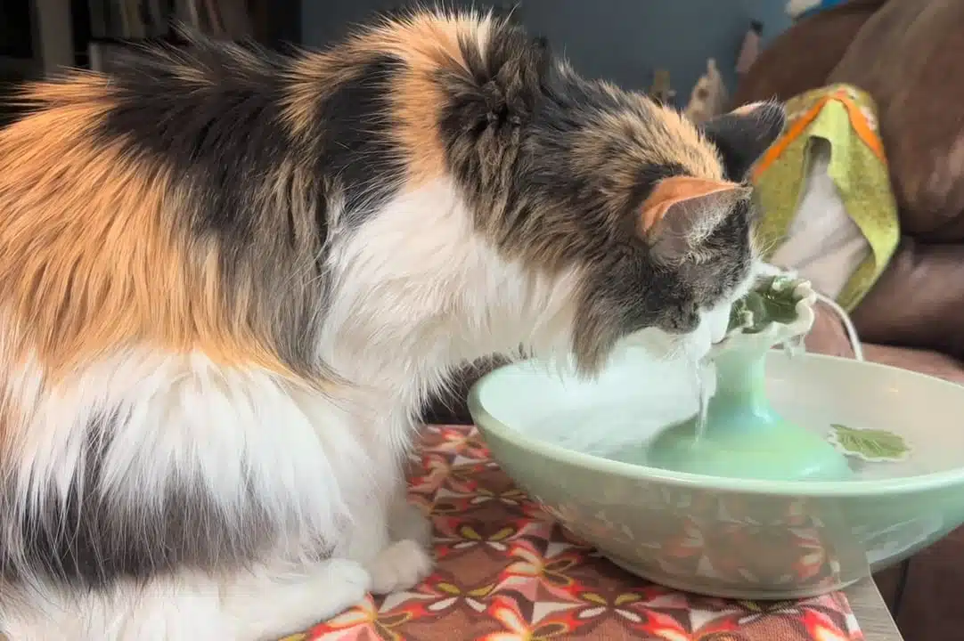 ColorHarmony 10 ThirstyCat Fountains For Home Decor