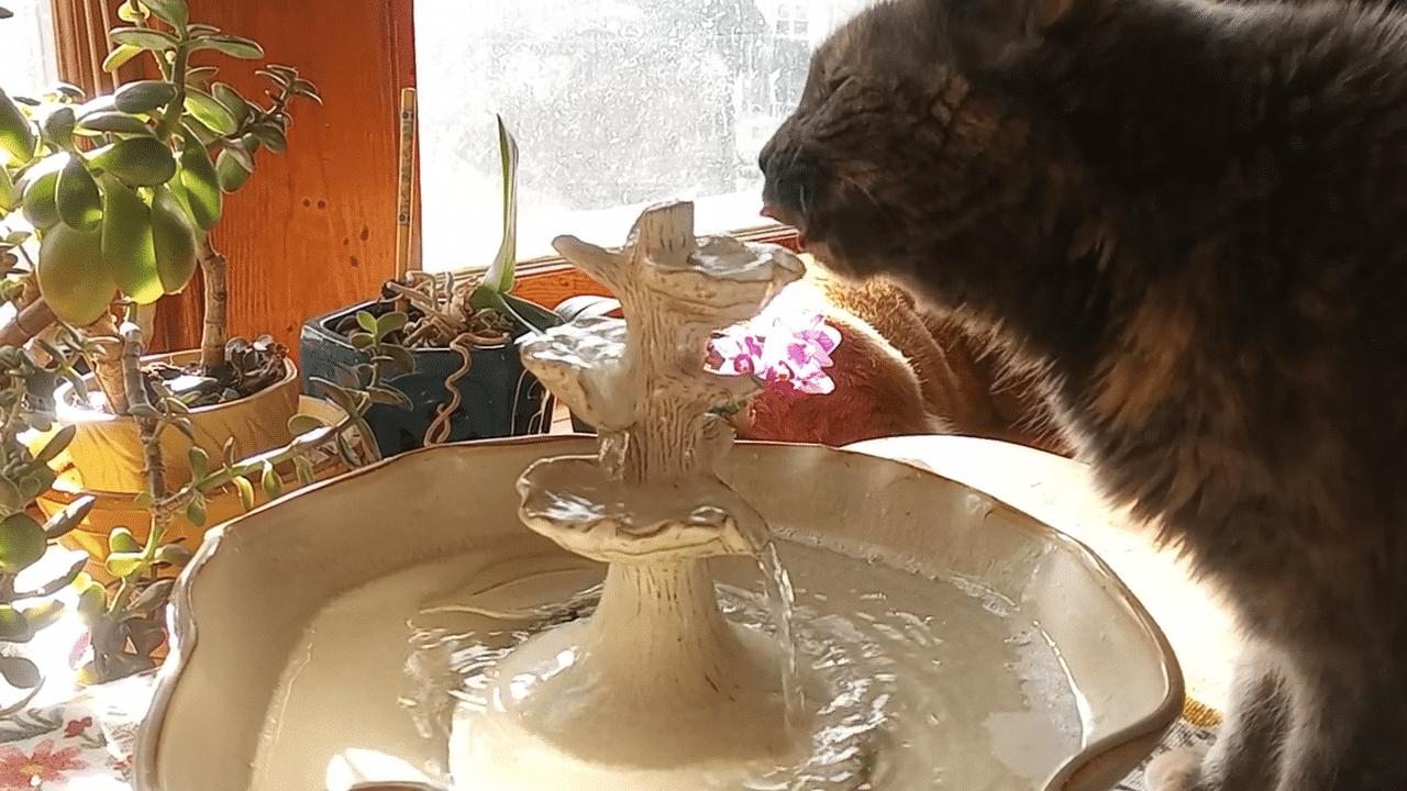 Snapshot 33 ThirstyCat Fountains For Home Decor
