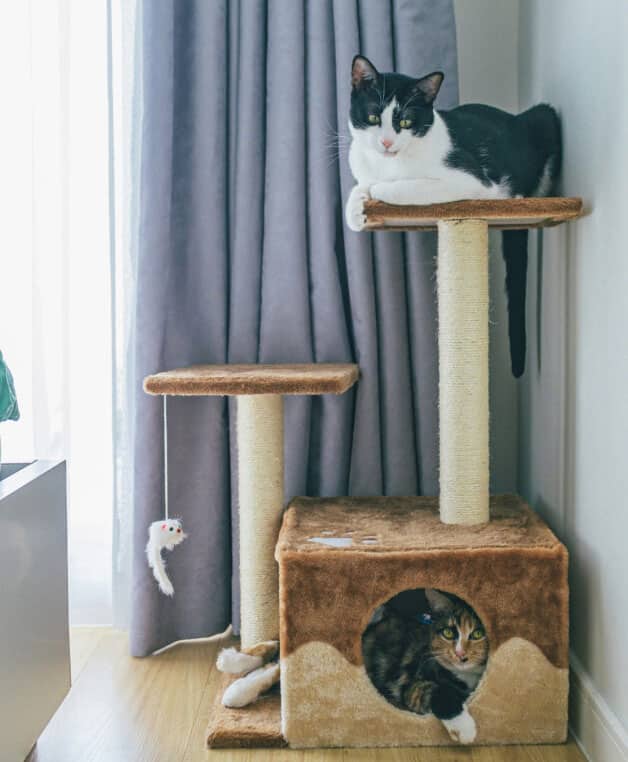 cat tree with box cropped Cat Trees For Health & Pleasure​