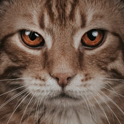 cats' senses