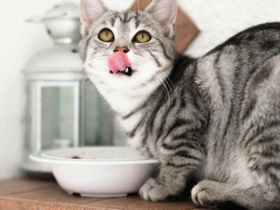 cats' sense of taste