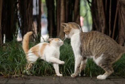cats' body language