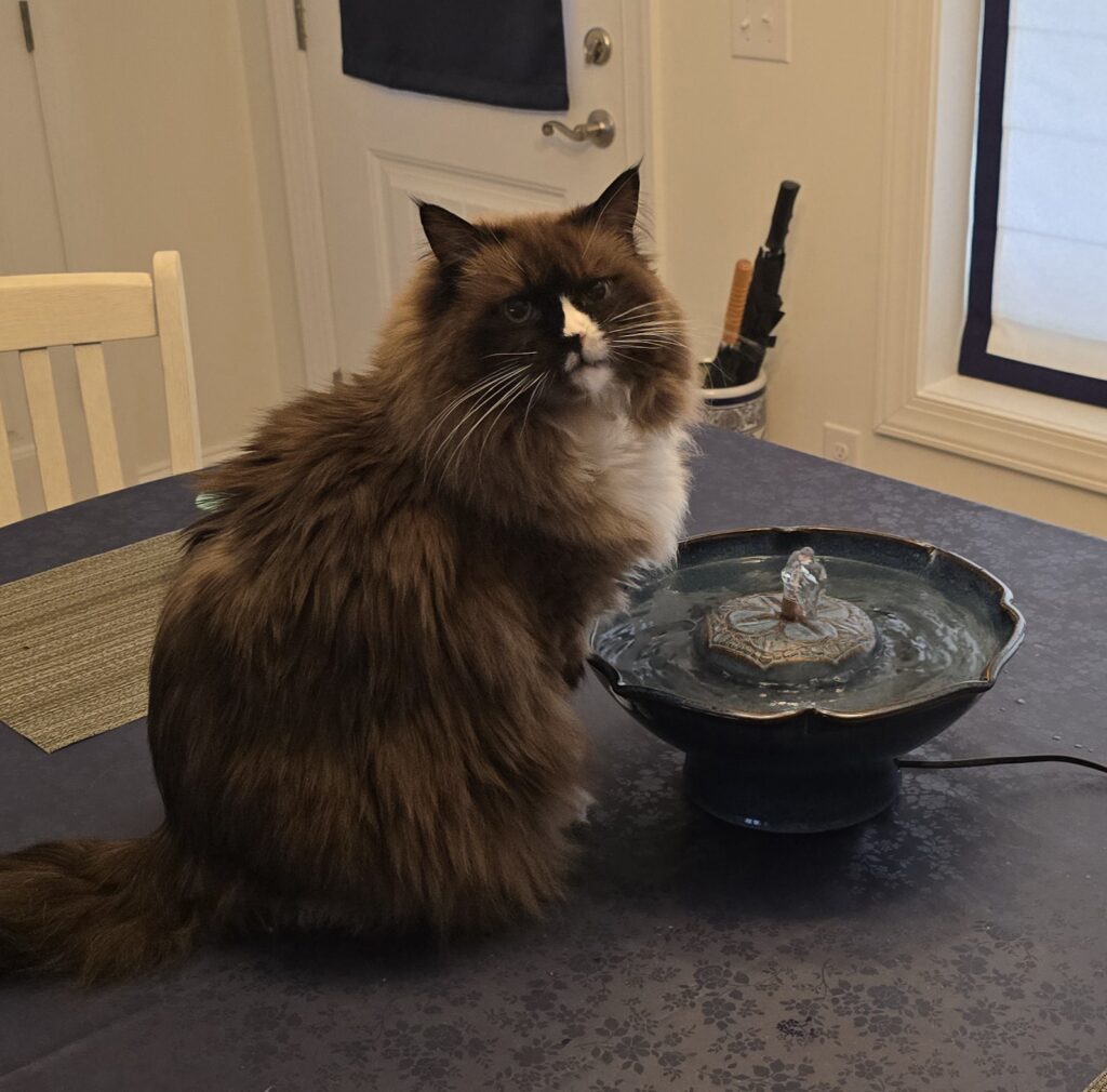 Timothy Feister review Cat Fountain Customer Reviews